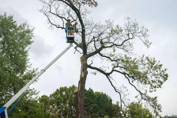 The Steps Involved in Our Tree Care Process in Romney, WV